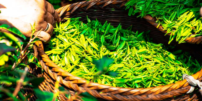 Benefícios do Chá Verde