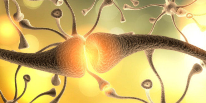 conexões dos neurotransmissores