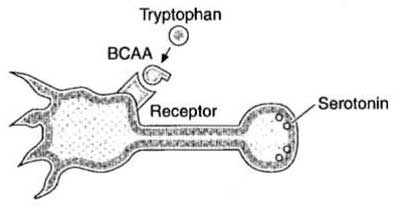 BCAAs compiten con el Triptófano BCAA y Triptófano