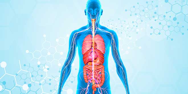 Probióticos melhoram a absorção nutrientes Probióticos melhoram a absorção nutrientes
