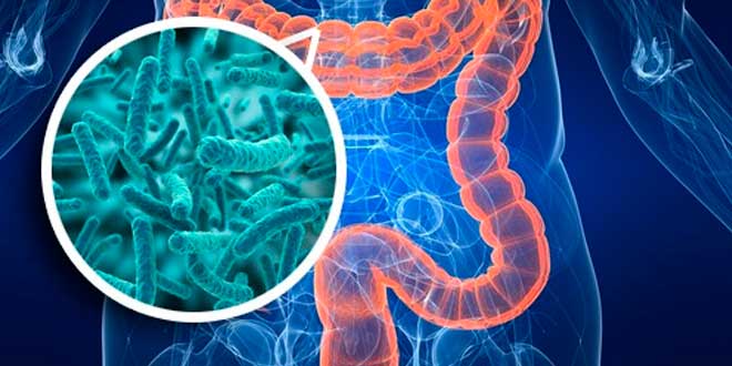 Microbiótica intestino Microbiótica intestino