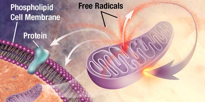 Efecto Radicales Libres
