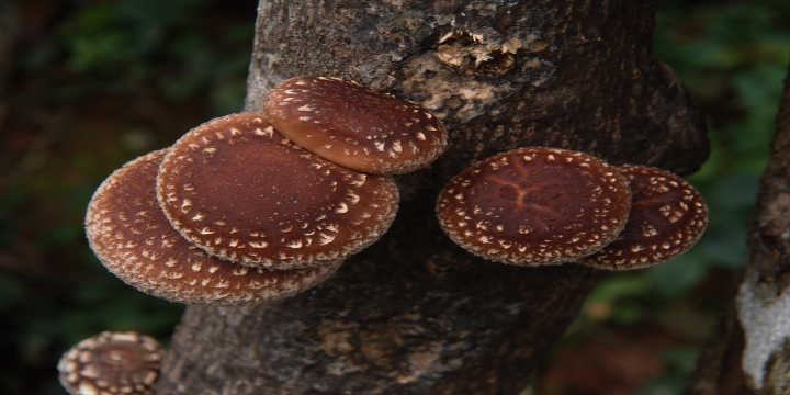 Origen Shiitake Shiitake origen