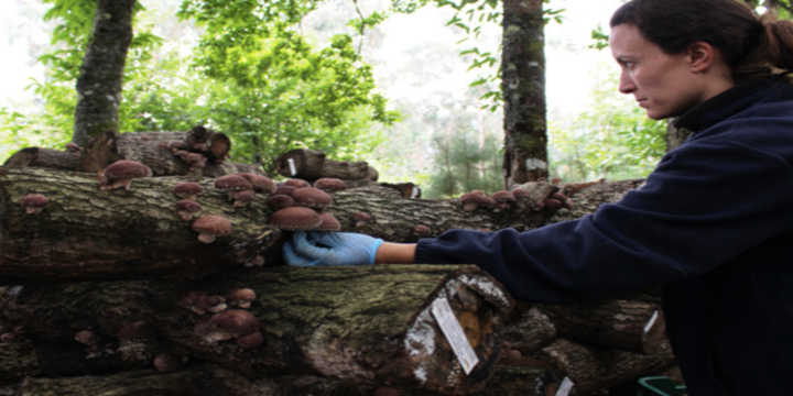 Cultivo Shiitake varios Cultivo Shiitake varios