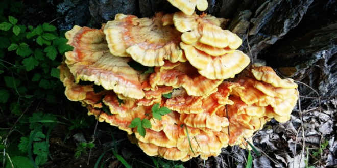 Propriedades Reishi pt Propriedades Reishi pt