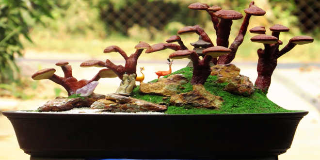 Cultivo casero del Reishi Reishi en casa
