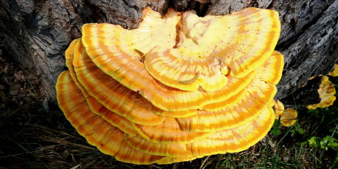 Cultivo Reishi pt Cultivo Reishi pt
