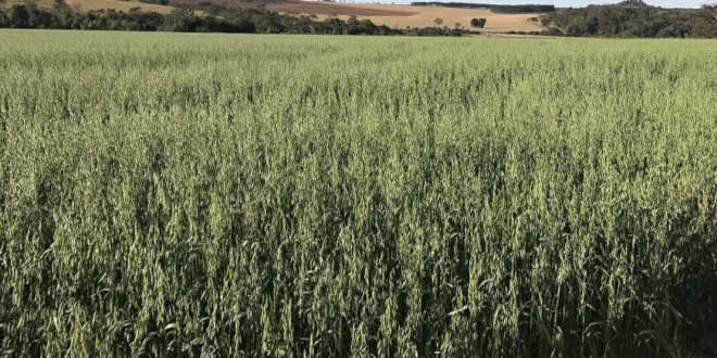 Cultivo da aveia Cultivo da aveia