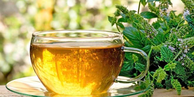 Infusões e outras ervas para a Memória Infusões e outras ervas para a Memória