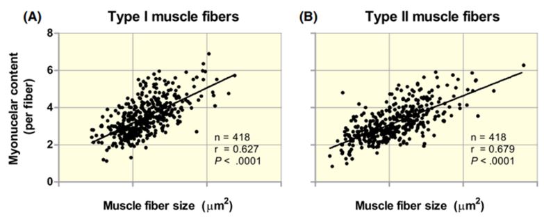 Fibras musculares