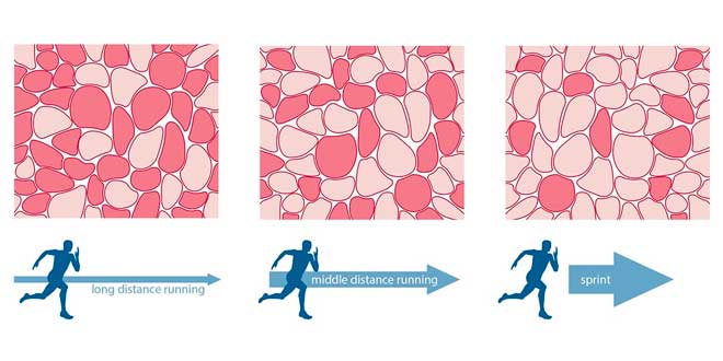 Distribuição da fibra