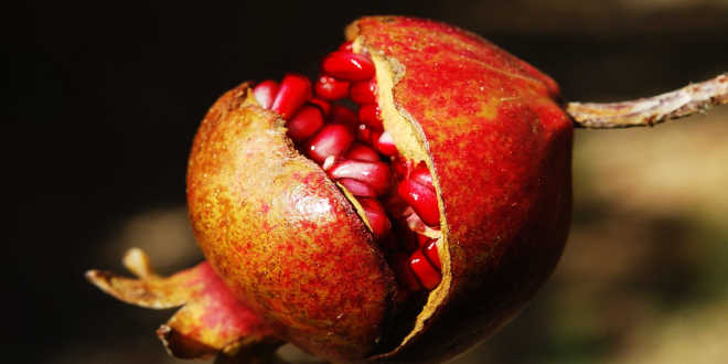 romã fruto romã fruto