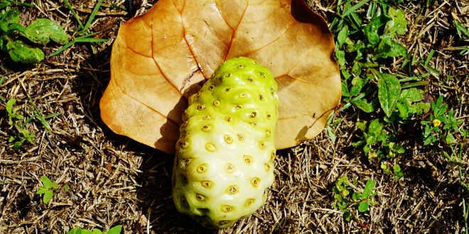 noni caldo vantagens noni caldo vantagens