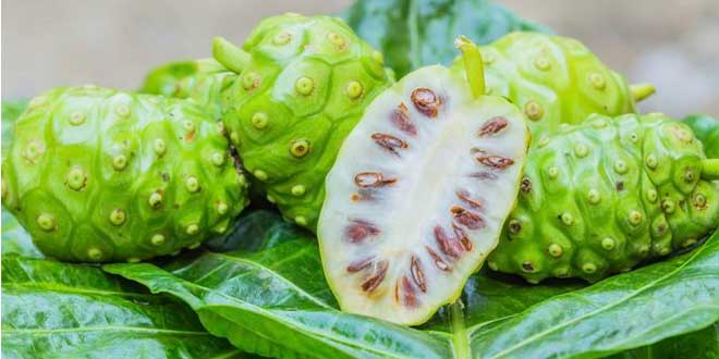 Noni – Um fruto com grandes benefícios para a saúde Noni – Um fruto com grandes benefícios para a saúde