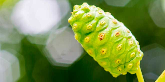 noni planta noni planta