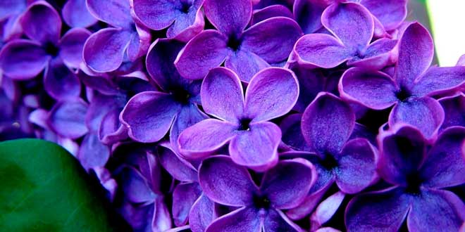 Lavanda Lavanda