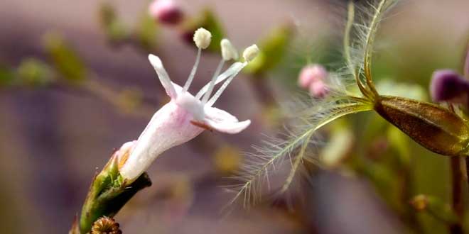 Valeriana Valeriana
