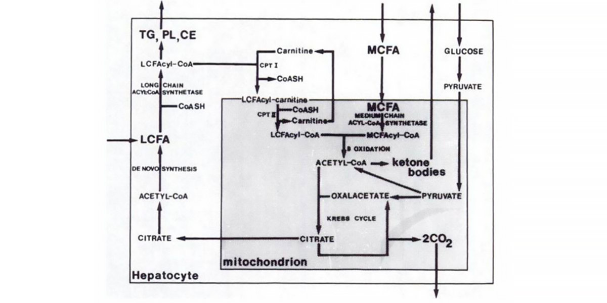 Metabolizacao