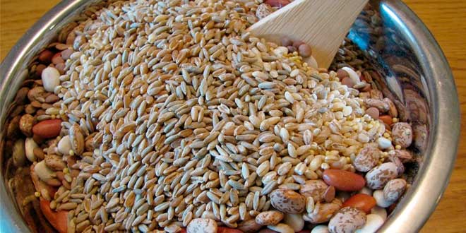 Ingredientes pao ezequiel