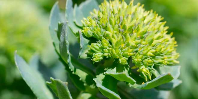 Rhodiola rosea