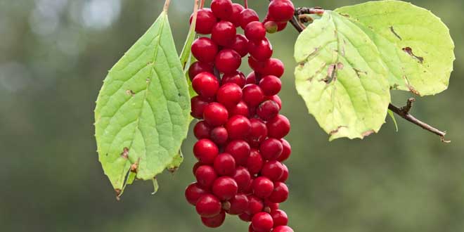 Schisandra