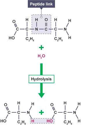 hidrolise