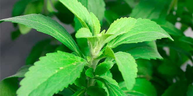 stevia pode ir ao fogo 👉 O Adoçante Stevia Culinário Forno e Fogão é próprio para substituir o  açúcar em suas receitas e garantir o mesmo sabor, sem residual amargo e com  ingredientes 100% naturais. No vídeo
