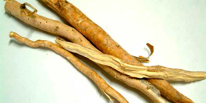 Extracto eurycoma longifolia Extracto eurycoma longifolia