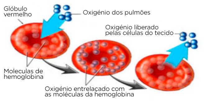 globulo vermelho