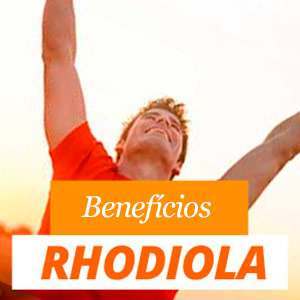 beneficios rhodiola rosea