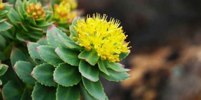 planta rhodiola rosea planta rhodiola rosea