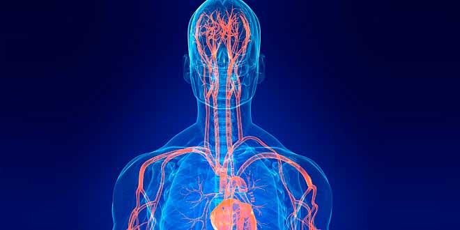 L-arginina, produção de óxido nítrico e hipertrofia muscular L-arginina, produção de óxido nítrico e hipertrofia muscular