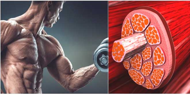 hipertrofia muscular hipertrofia muscular