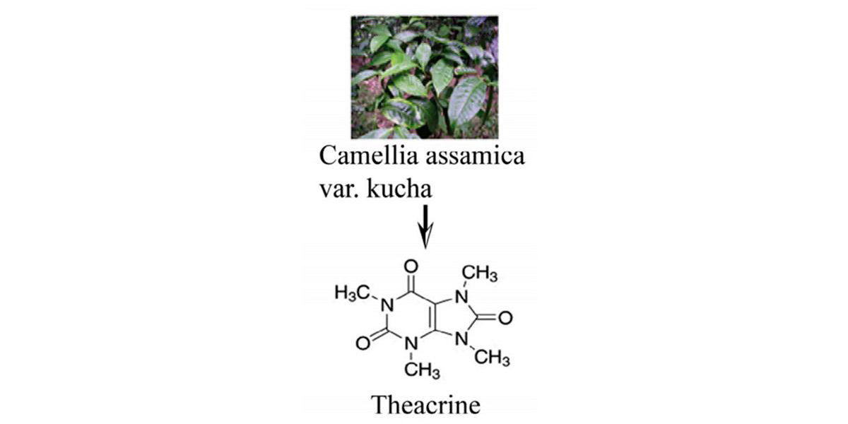 Camellia