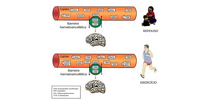 Ciclo Urea 1 Ciclo Urea 1
