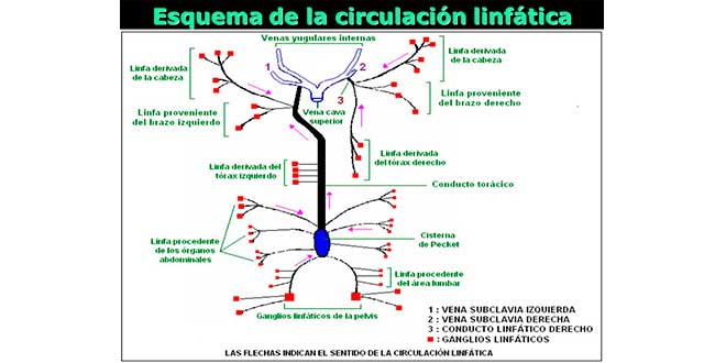 Circulação linfática Circulação linfática