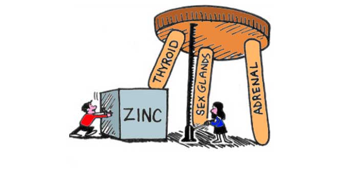 Funções do zinco