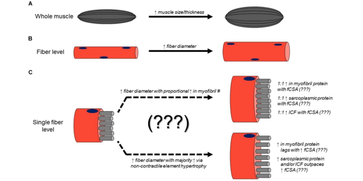 Mecanismos fisiológicos