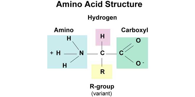 Aminoácido e proteínas
