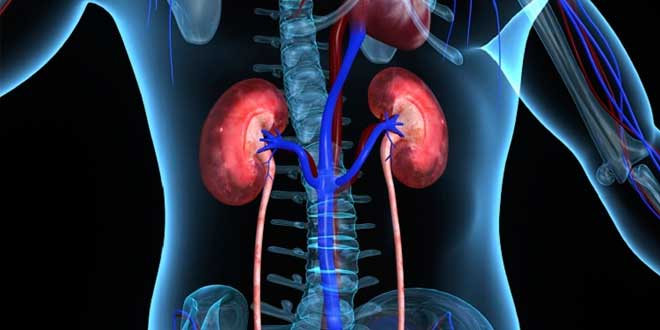 Doença renal Doença renal