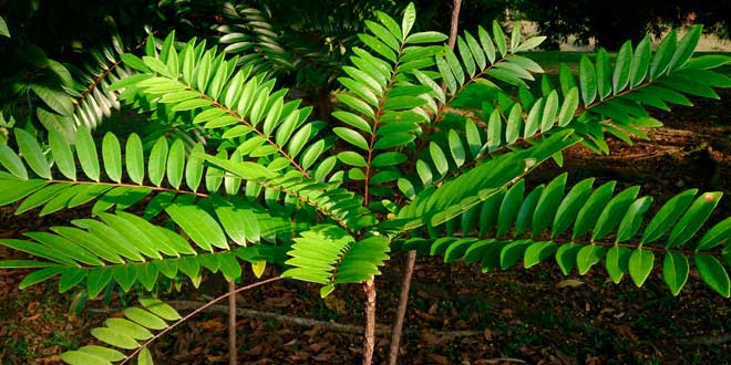 Eurycoma Longifolia aumenta a produção de testosterona
