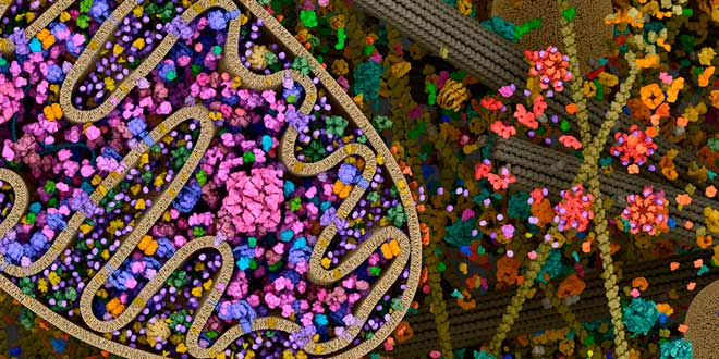 Lugar para sintetizar as proteínas Onde se sintetizam as proteínas