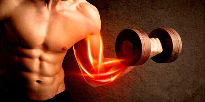 O Óxido nítrico e o maior crescimento muscular.