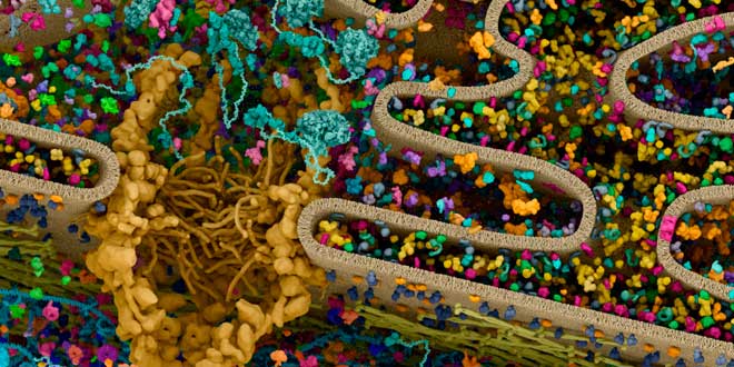 Como se produz a síntese Objetivo da Síntese de Proteínas