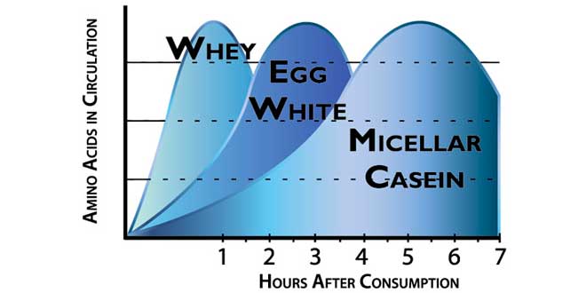 Proteína de rápida e lenta absorção