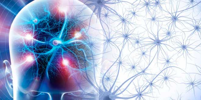 Efeitos neurotransmissores Efeitos neurotransmissores