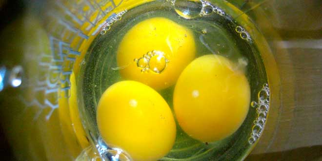 Proteínas de Ovo – Uma grande fonte de nutrientes
