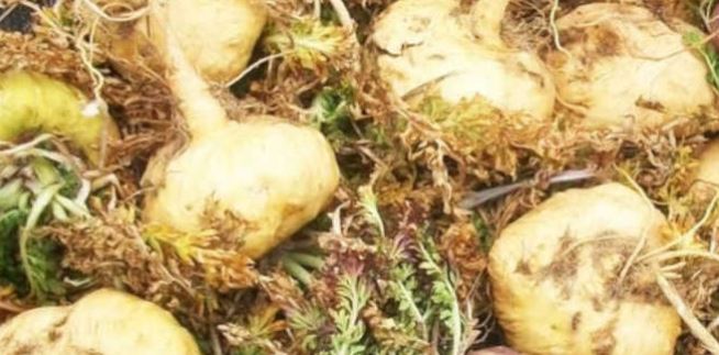 Maca Amarela – Aumenta a tua energia
