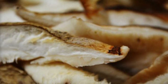 Fungo Shiitake – Reforça o Sistema Imune do teu Organismo Fungo Shiitake – Reforça o Sistema Imune do teu Organismo