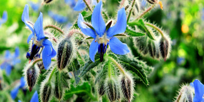 propriedades borragem